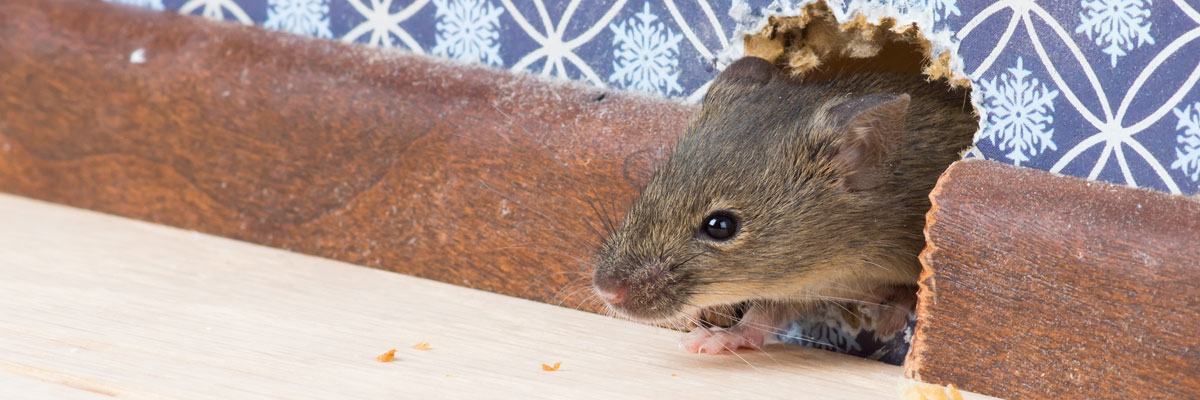 pest control