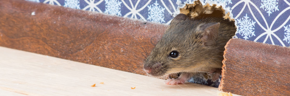 Décontamination après une infestation de souris